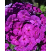 Флокс Phlox Отелло